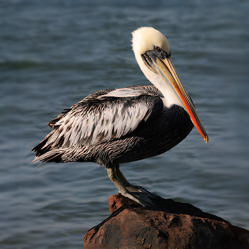pelicano tour islas ballestas paracas
