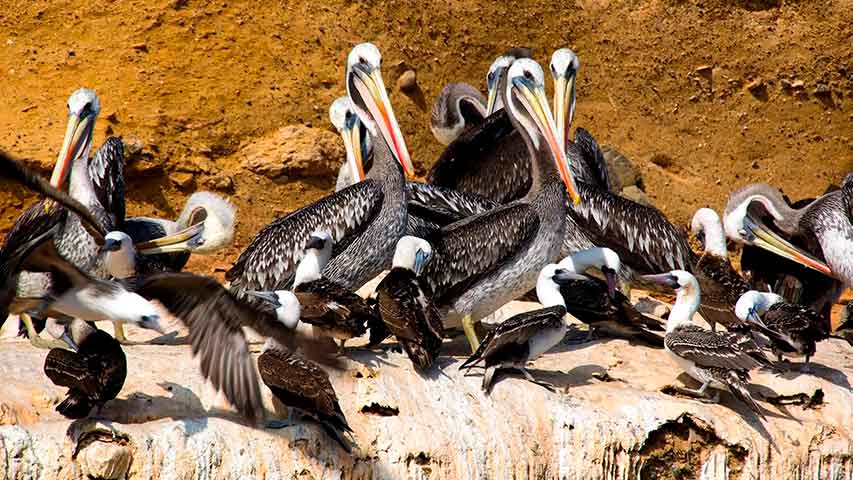 pelicanos en las islas ballestas tour paracas