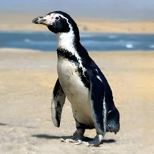 pinguino de humboldt tour islas ballestas paracas