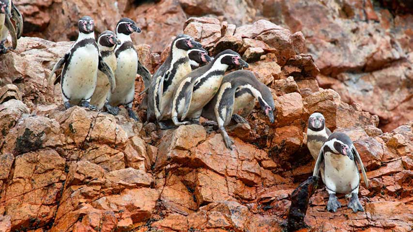 pinguinos de humboldt tour islas ballestas paracas
